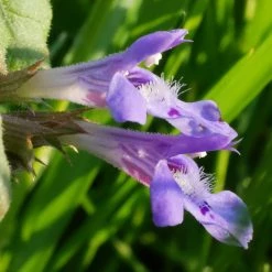 FuturePlanter Alle Pflanzen Im Shop Gundermann (Glechoma Hederacea)