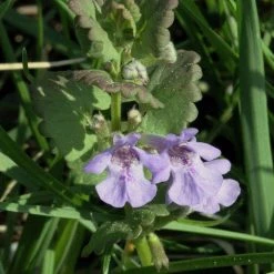 FuturePlanter Alle Pflanzen Im Shop Gundermann (Glechoma Hederacea)