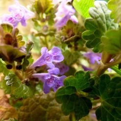 FuturePlanter Alle Pflanzen Im Shop Gundermann (Glechoma Hederacea)