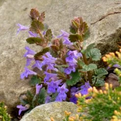 FuturePlanter Alle Pflanzen Im Shop Gundermann (Glechoma Hederacea)