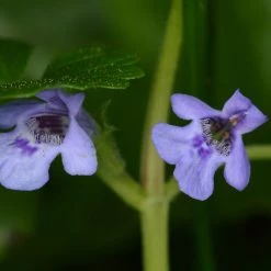 FuturePlanter Alle Pflanzen Im Shop Gundermann (Glechoma Hederacea)
