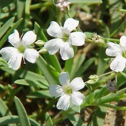FuturePlanter Alle Pflanzen Im Shop Kriechendes Gipskraut (Gypsophila Repens)