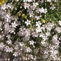 FuturePlanter Alle Pflanzen Im Shop Kriechendes Gipskraut (Gypsophila Repens)