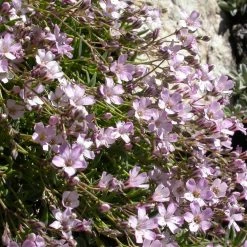 FuturePlanter Alle Pflanzen Im Shop Kriechendes Gipskraut (Gypsophila Repens)