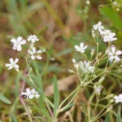 FuturePlanter Alle Pflanzen Im Shop Kriechendes Gipskraut (Gypsophila Repens)