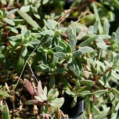 FuturePlanter Alle Pflanzen Im Shop Kriechendes Gipskraut (Gypsophila Repens)