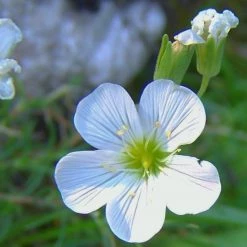 FuturePlanter Alle Pflanzen Im Shop Kriechendes Gipskraut (Gypsophila Repens)