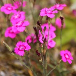 FuturePlanter Heide-Nelke (Dianthus Deltoides) Alle Pflanzen Im Shop 11 FuturePlanter Heide-Nelke (Dianthus Deltoides) Alle Pflanzen Im Shop