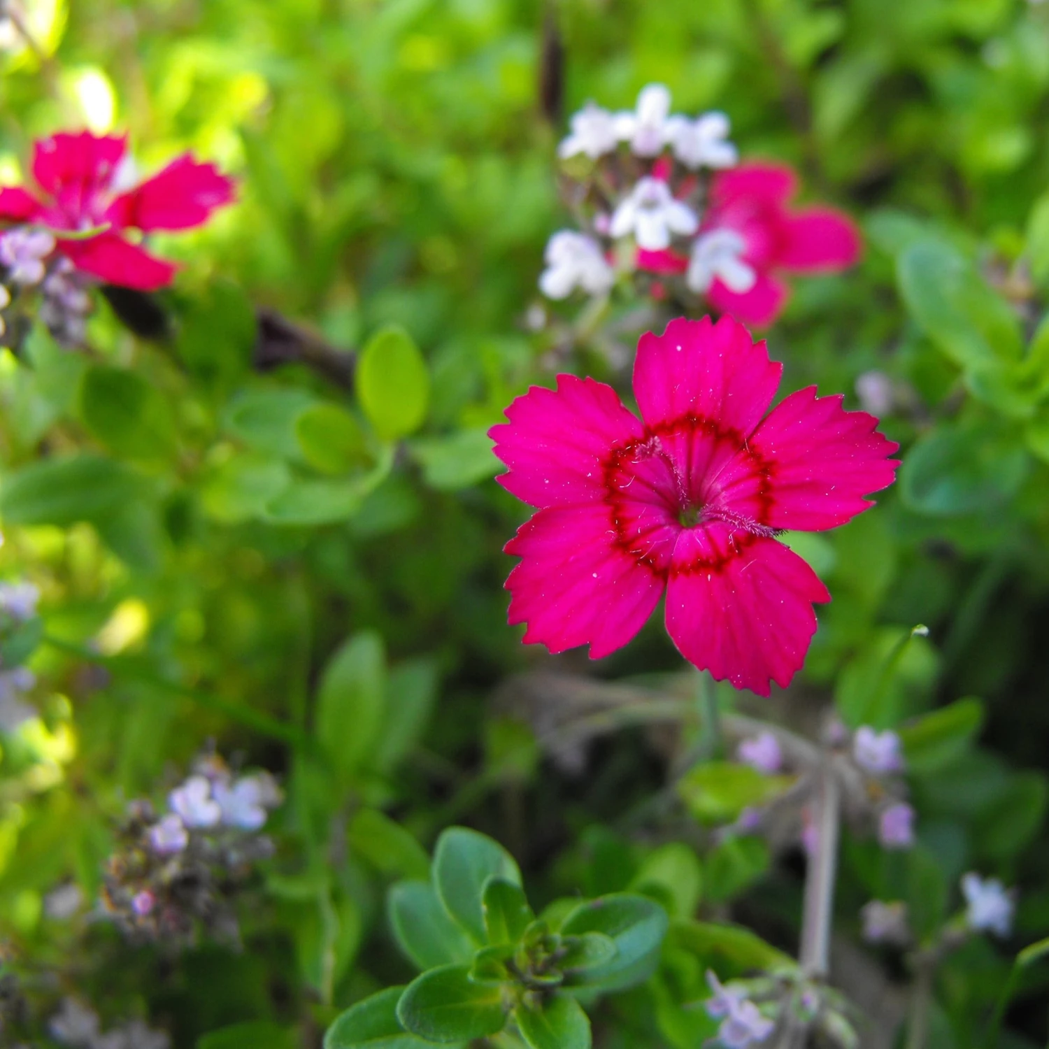 FuturePlanter Heide-Nelke (Dianthus Deltoides) Alle Pflanzen Im Shop 3 FuturePlanter Heide-Nelke (Dianthus Deltoides) Alle Pflanzen Im Shop