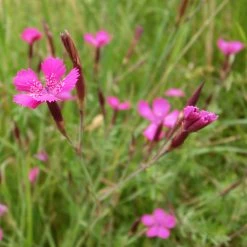 FuturePlanter Heide-Nelke (Dianthus Deltoides) Alle Pflanzen Im Shop 14 FuturePlanter Heide-Nelke (Dianthus Deltoides) Alle Pflanzen Im Shop