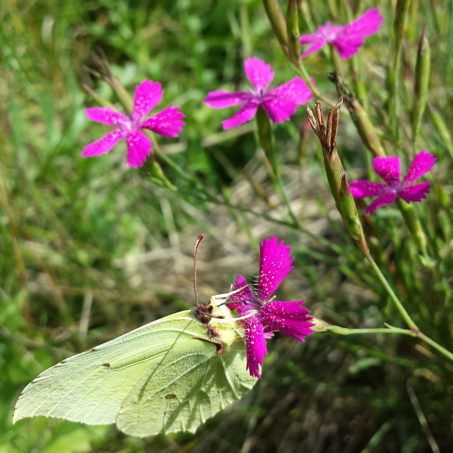 FuturePlanter Heide-Nelke (Dianthus Deltoides) Alle Pflanzen Im Shop 6 FuturePlanter Heide-Nelke (Dianthus Deltoides) Alle Pflanzen Im Shop
