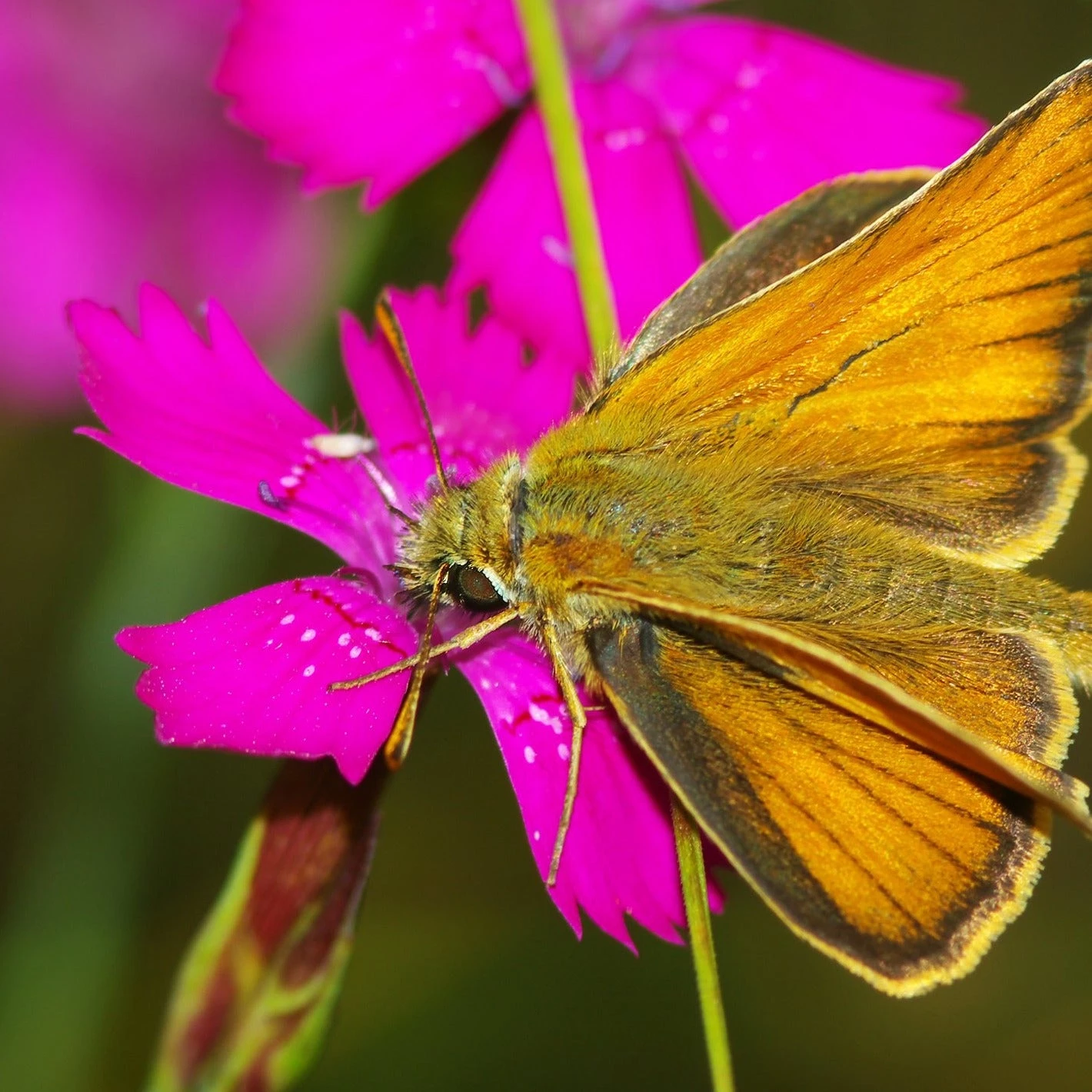 FuturePlanter Heide-Nelke (Dianthus Deltoides) Alle Pflanzen Im Shop 2 FuturePlanter Heide-Nelke (Dianthus Deltoides) Alle Pflanzen Im Shop