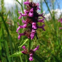 FuturePlanter Heil-Ziest (Stachys Officinalis) Alle Pflanzen Im Shop