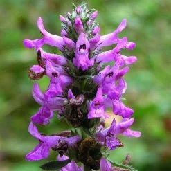 FuturePlanter Heil-Ziest (Stachys Officinalis) Alle Pflanzen Im Shop