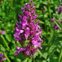 FuturePlanter Heil-Ziest (Stachys Officinalis) Alle Pflanzen Im Shop