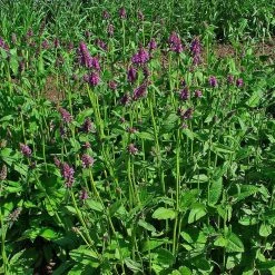 FuturePlanter Heil-Ziest (Stachys Officinalis) Alle Pflanzen Im Shop