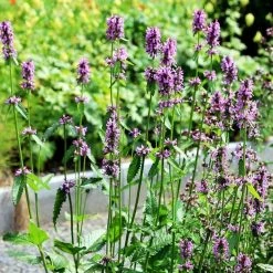 FuturePlanter Heil-Ziest (Stachys Officinalis) Alle Pflanzen Im Shop