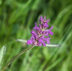 FuturePlanter Heil-Ziest (Stachys Officinalis) Alle Pflanzen Im Shop
