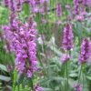 FuturePlanter Heil-Ziest (Stachys Officinalis) Alle Pflanzen Im Shop