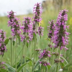 FuturePlanter Heil-Ziest (Stachys Officinalis) Alle Pflanzen Im Shop