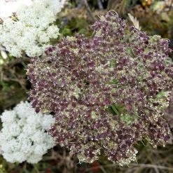 FuturePlanter Heilwurz (Seseli Libanotis) Alle Pflanzen Im Shop