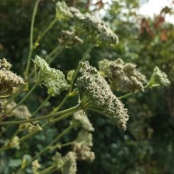 FuturePlanter Heilwurz (Seseli Libanotis) Alle Pflanzen Im Shop