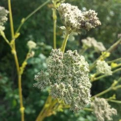 FuturePlanter Heilwurz (Seseli Libanotis) Alle Pflanzen Im Shop