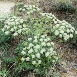 FuturePlanter Heilwurz (Seseli Libanotis) Alle Pflanzen Im Shop