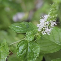 FuturePlanter Hemingway-Minze (Mentha X Piperita 'Hemingway')