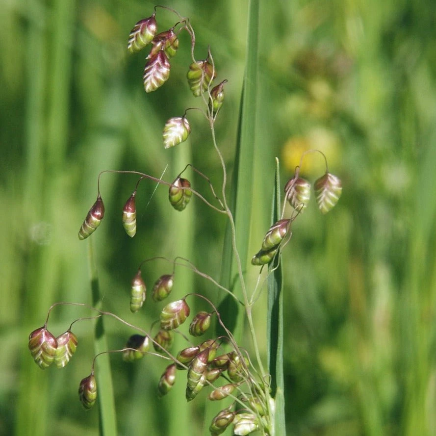 FuturePlanter Alle Pflanzen Im Shop Herz-Zittergras (Briza Media) 6 FuturePlanter Alle Pflanzen Im Shop Herz-Zittergras (Briza Media)