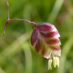 FuturePlanter Alle Pflanzen Im Shop Herz-Zittergras (Briza Media) 10 FuturePlanter Alle Pflanzen Im Shop Herz-Zittergras (Briza Media)