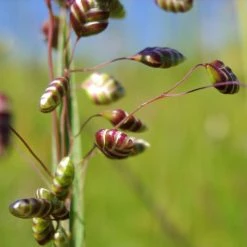 FuturePlanter Alle Pflanzen Im Shop Herz-Zittergras (Briza Media)