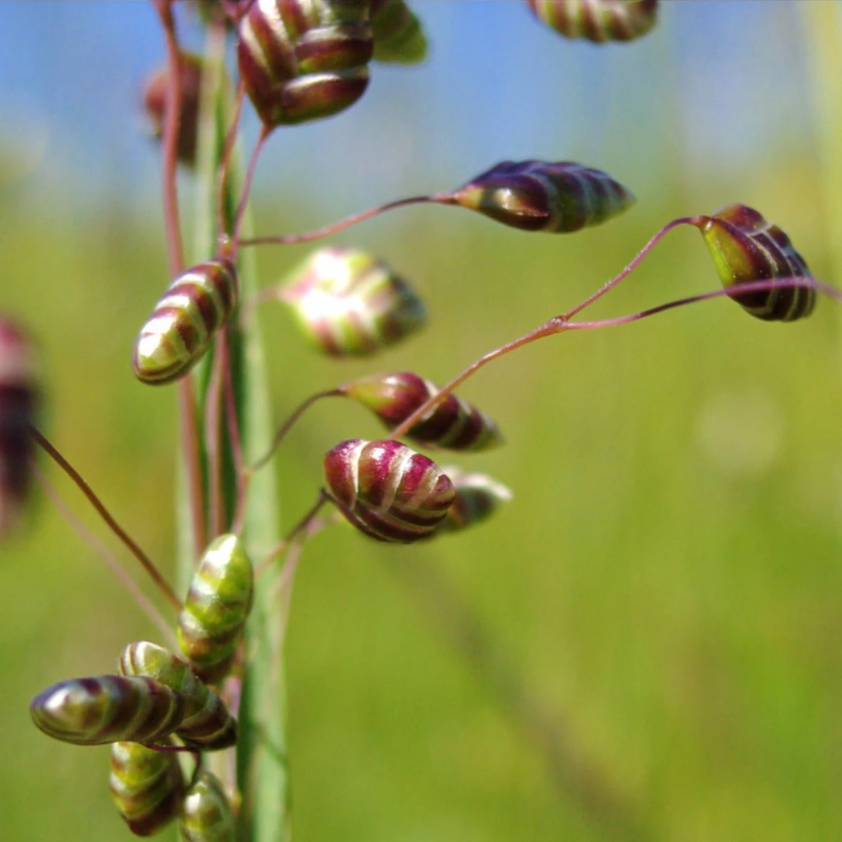 FuturePlanter Alle Pflanzen Im Shop Herz-Zittergras (Briza Media) 2 FuturePlanter Alle Pflanzen Im Shop Herz-Zittergras (Briza Media)