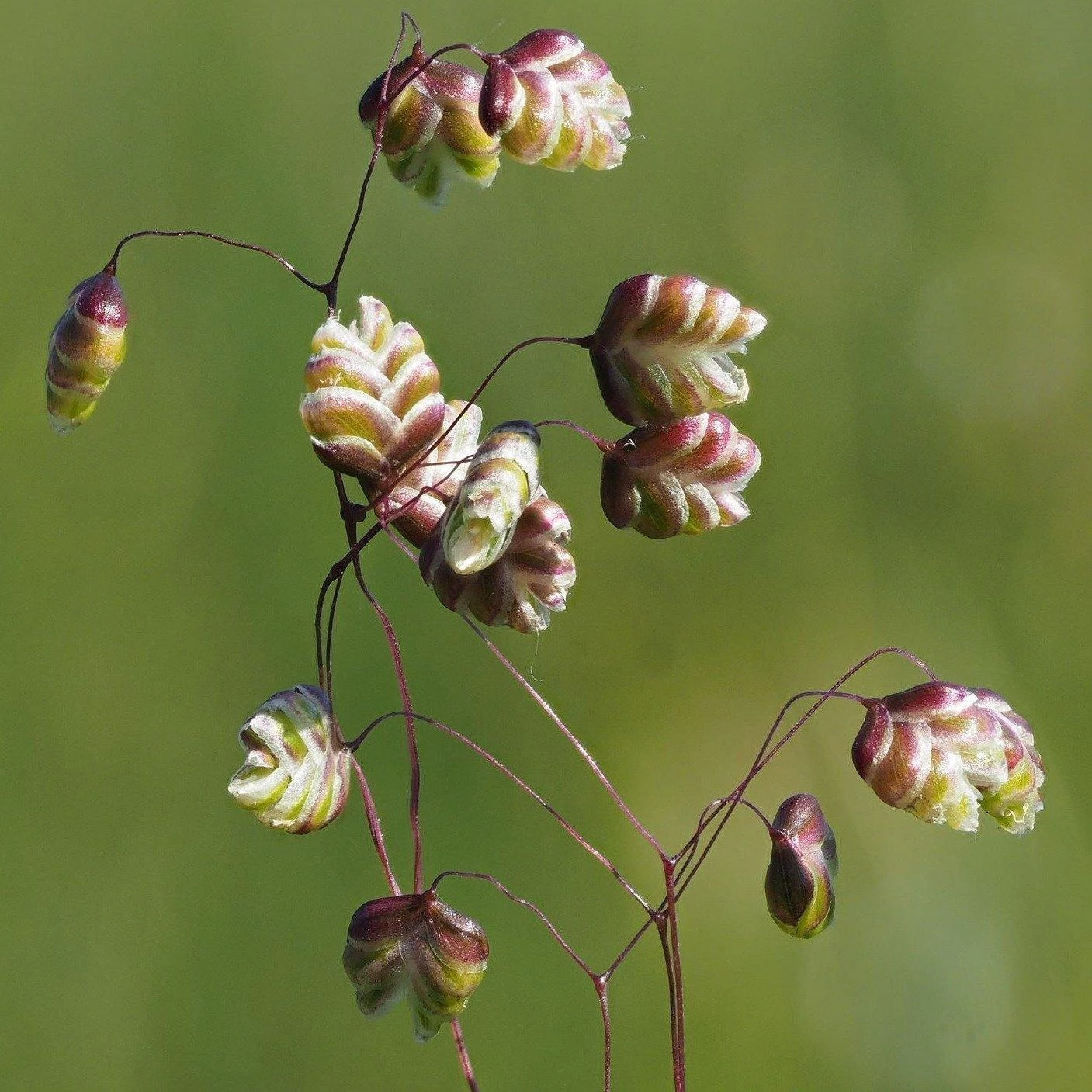 FuturePlanter Alle Pflanzen Im Shop Herz-Zittergras (Briza Media) 1 FuturePlanter Alle Pflanzen Im Shop Herz-Zittergras (Briza Media)