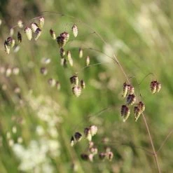 FuturePlanter Alle Pflanzen Im Shop Herz-Zittergras (Briza Media) 14 FuturePlanter Alle Pflanzen Im Shop Herz-Zittergras (Briza Media)