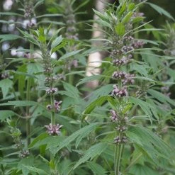 FuturePlanter Herzgespann (Leonurus Cardiaca) Alle Pflanzen Im Shop 15 FuturePlanter Herzgespann (Leonurus Cardiaca) Alle Pflanzen Im Shop