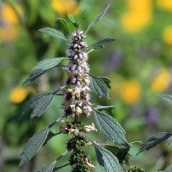 FuturePlanter Herzgespann (Leonurus Cardiaca) Alle Pflanzen Im Shop 13 FuturePlanter Herzgespann (Leonurus Cardiaca) Alle Pflanzen Im Shop