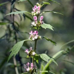 FuturePlanter Herzgespann (Leonurus Cardiaca) Alle Pflanzen Im Shop 12 FuturePlanter Herzgespann (Leonurus Cardiaca) Alle Pflanzen Im Shop