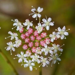 FuturePlanter Alle Pflanzen Im Shop Hirschwurz (Peucedanum Cervaria)