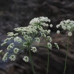 FuturePlanter Alle Pflanzen Im Shop Hirschwurz (Peucedanum Cervaria)