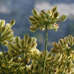 FuturePlanter Alle Pflanzen Im Shop Hirschwurz (Peucedanum Cervaria)