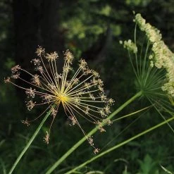 FuturePlanter Alle Pflanzen Im Shop Hirschwurz (Peucedanum Cervaria)