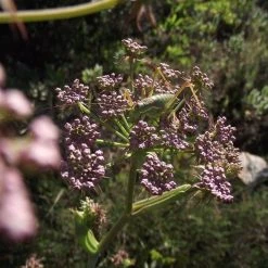 FuturePlanter Alle Pflanzen Im Shop Hirschwurz (Peucedanum Cervaria)