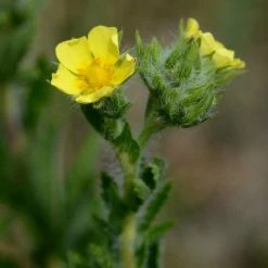 FuturePlanter Hohes Fingerkraut (Potentilla Recta) Alle Pflanzen Im Shop