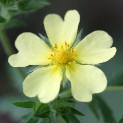 FuturePlanter Hohes Fingerkraut (Potentilla Recta) Alle Pflanzen Im Shop