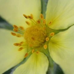 FuturePlanter Hohes Fingerkraut (Potentilla Recta) Alle Pflanzen Im Shop