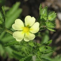 FuturePlanter Hohes Fingerkraut (Potentilla Recta) Alle Pflanzen Im Shop