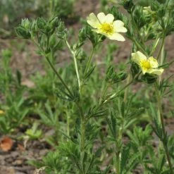 FuturePlanter Hohes Fingerkraut (Potentilla Recta) Alle Pflanzen Im Shop