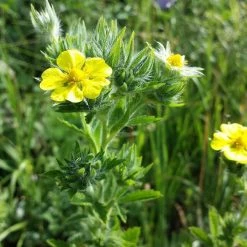FuturePlanter Hohes Fingerkraut (Potentilla Recta) Alle Pflanzen Im Shop