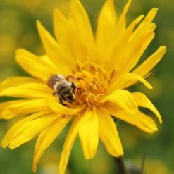 FuturePlanter Wiesen-Bocksbart (Tragopogon Pratensis) Alle Pflanzen Im Shop